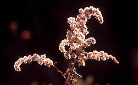 Robert Gambee Photography
