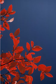 Robert Gambee Photography