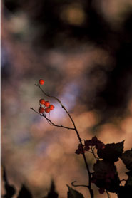 Robert Gambee Photography