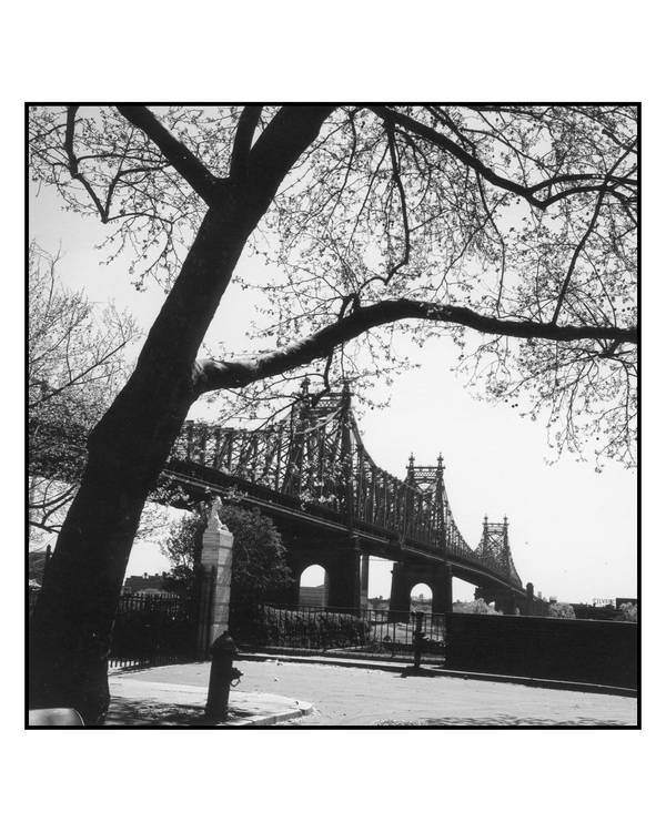 Queensboro Lace