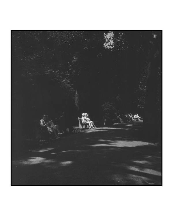 Summer Shadows