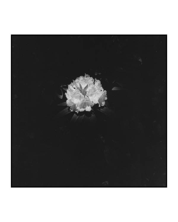 Summer Rhododendron