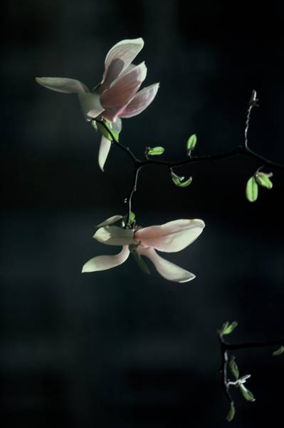 Magnolia Buds