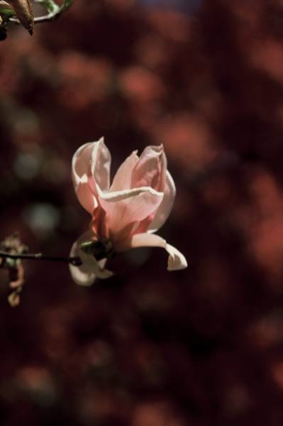 Magnolia Bud