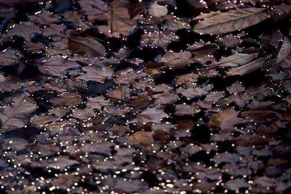 Pond Sparkles II