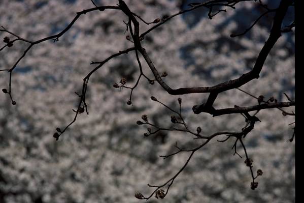 Spring Snow