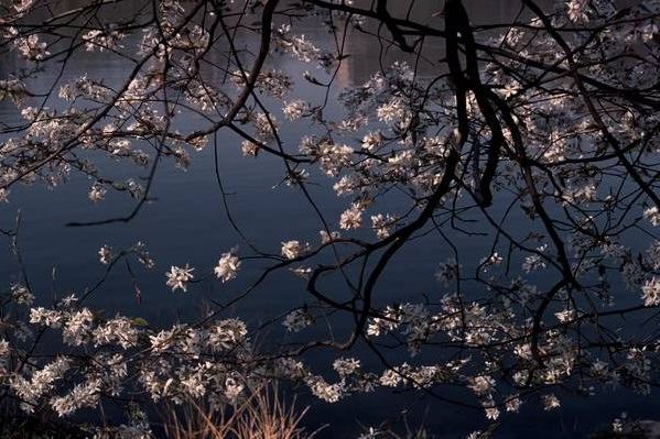 Cherry Blossoms at the Pond