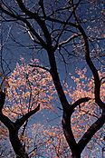 201-101.Jpg