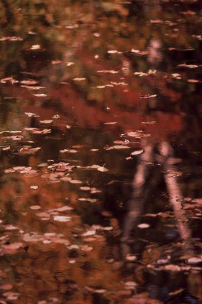 Autmn Reflections