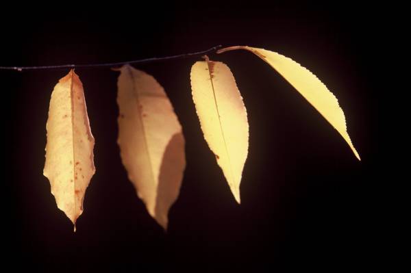 Four Leaves