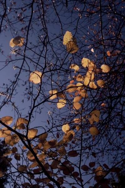 Yellow Leaves II