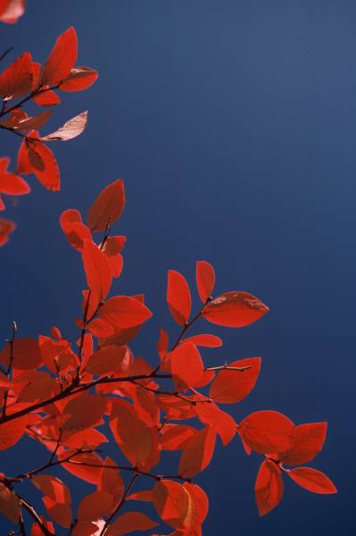 Red Leaves