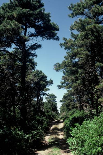 Pine Forest