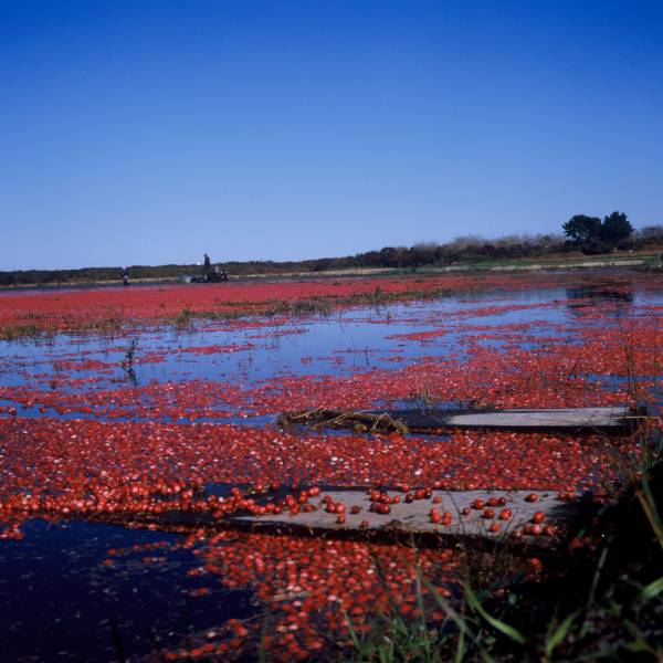 Cranberry Harvest