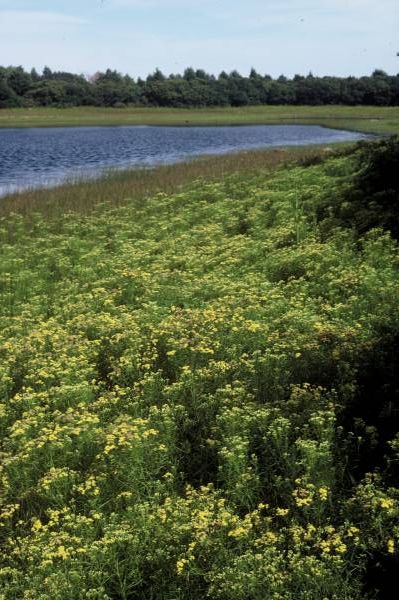 Quaise Pond