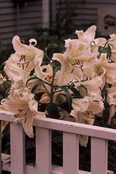 Summer Lilies
