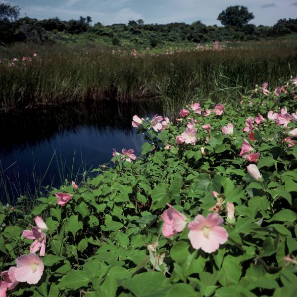 Mallow Roses in Squam