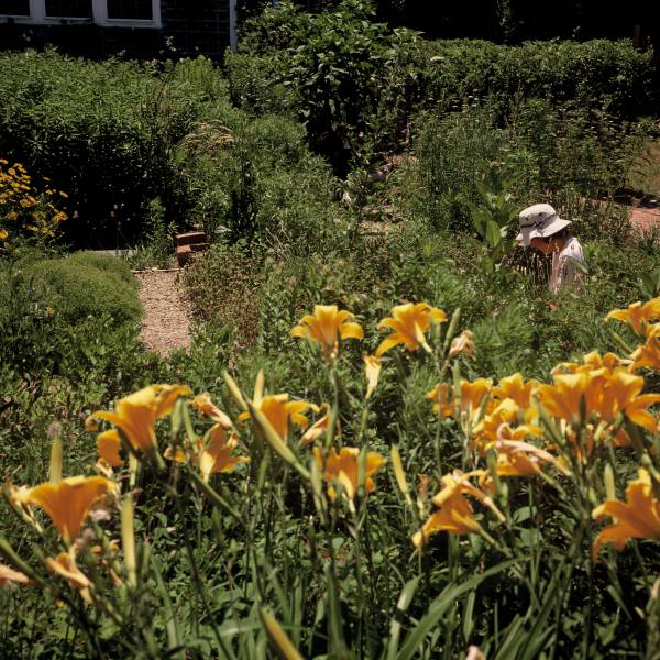 Maria Mitchell Garden
