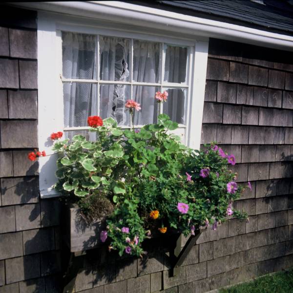 Roof Tree Window Box