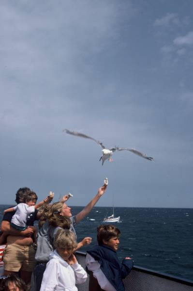 Feeding the Gulls