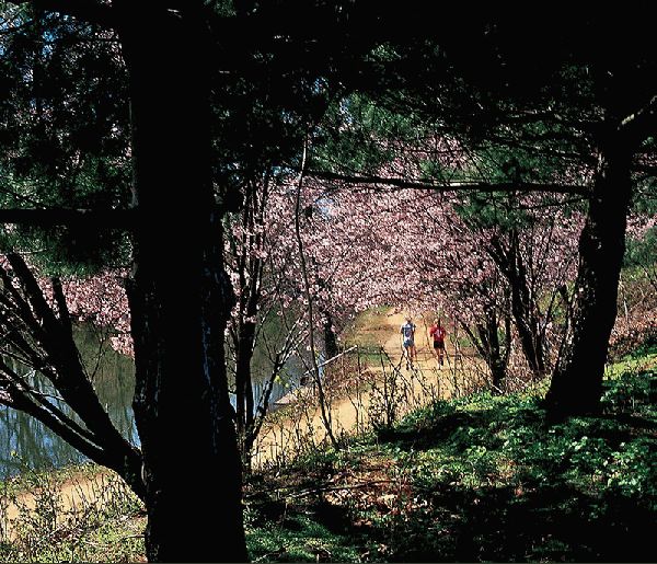 Jogging By The Canal