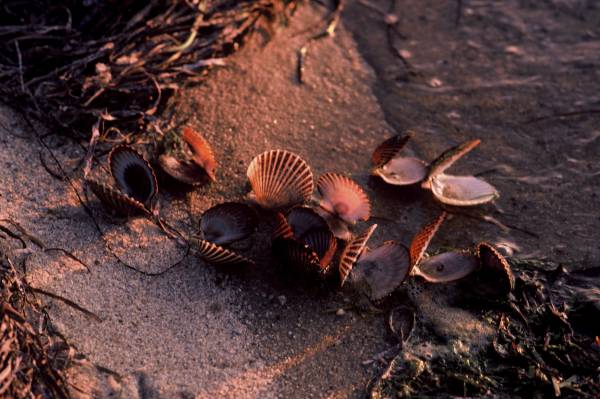 Scallop Shells II