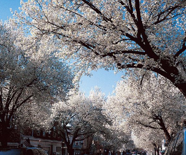 Witherspoon Street Cherry Trees II